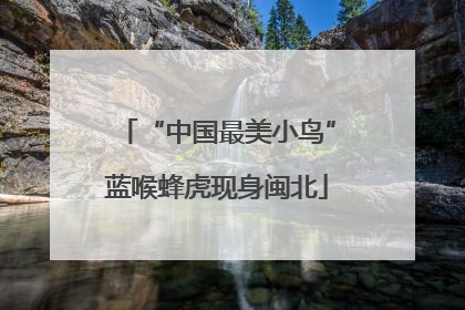 “中国最美小鸟”蓝喉蜂虎现身闽北