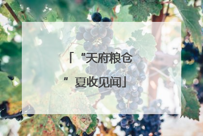 “天府粮仓”夏收见闻