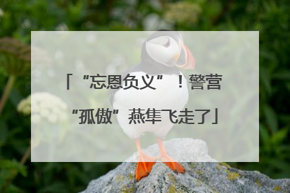 “忘恩负义”！警营“孤傲”燕隼飞走了