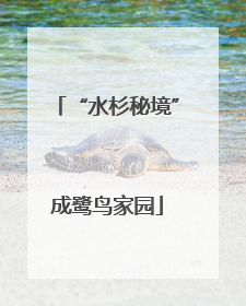 “水杉秘境”成鹭鸟家园