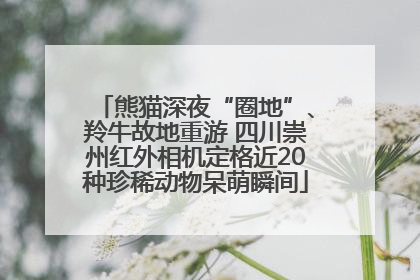 熊猫深夜“圈地”、羚牛故地重游 四川崇州红外相机定格近20种珍稀动物呆萌瞬间