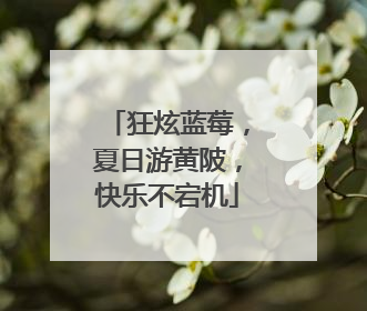 狂炫蓝莓，夏日游黄陂，快乐不宕机