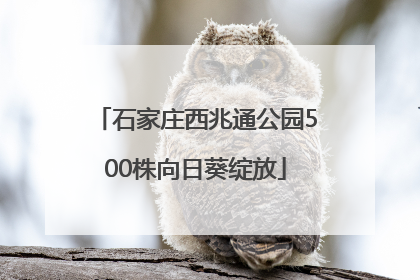 石家庄西兆通公园500株向日葵绽放