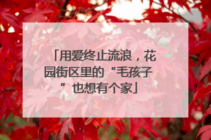 用爱终止流浪，花园街区里的“毛孩子”也想有个家