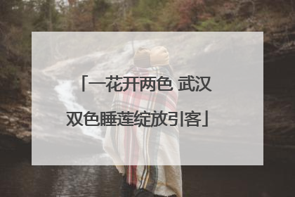 一花开两色 武汉双色睡莲绽放引客