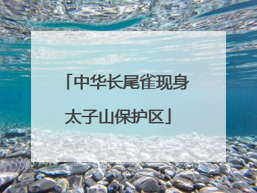 中华长尾雀现身太子山保护区