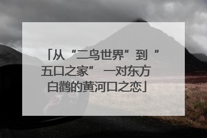 从“二鸟世界”到“五口之家” 一对东方白鹳的黄河口之恋