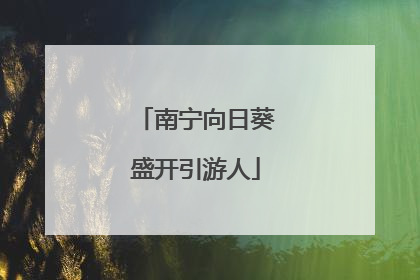 南宁向日葵盛开引游人