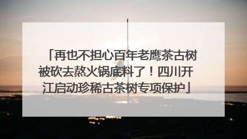 再也不担心百年老鹰茶古树被砍去熬火锅底料了！四川开江启动珍稀古茶树专项保护