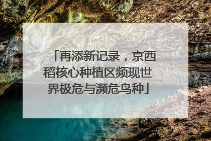 再添新记录，京西稻核心种植区频现世界极危与濒危鸟种