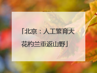 北京：人工繁育大花杓兰重返山野