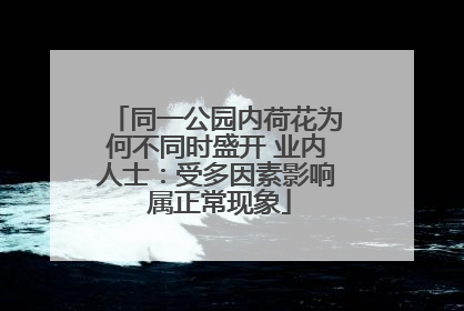 同一公园内荷花为何不同时盛开 业内人士：受多因素影响 属正常现象
