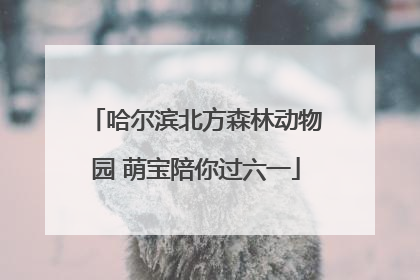 哈尔滨北方森林动物园 萌宝陪你过六一