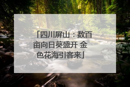 四川屏山：数百亩向日葵盛开 金色花海引客来