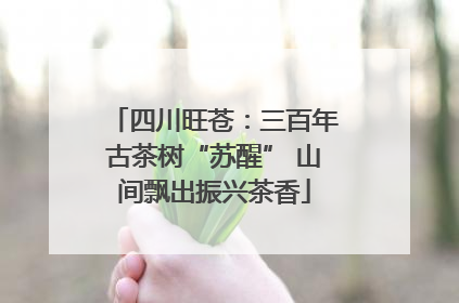 四川旺苍：三百年古茶树“苏醒” 山间飘出振兴茶香