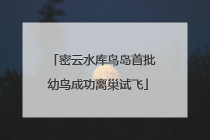 密云水库鸟岛首批幼鸟成功离巢试飞