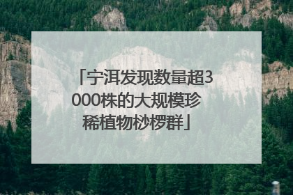 宁洱发现数量超3000株的大规模珍稀植物桫椤群