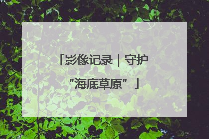 影像记录｜守护“海底草原”