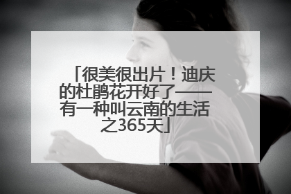 很美很出片！迪庆的杜鹃花开好了——有一种叫云南的生活之365天