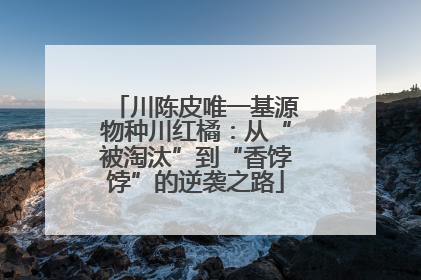 川陈皮唯一基源物种川红橘：从“被淘汰”到“香饽饽”的逆袭之路