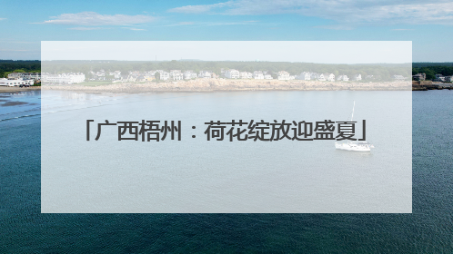 广西梧州：荷花绽放迎盛夏