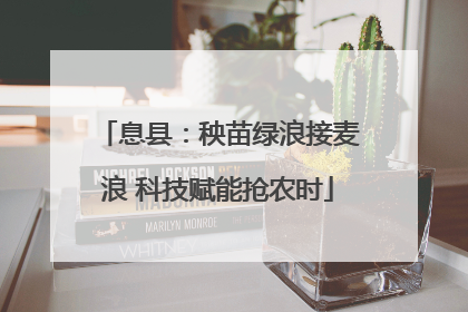 息县：秧苗绿浪接麦浪 科技赋能抢农时