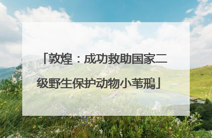 敦煌：成功救助国家二级野生保护动物小苇鳽