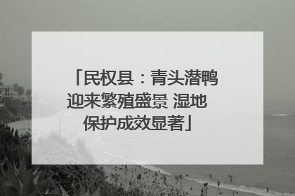 民权县：青头潜鸭迎来繁殖盛景 湿地保护成效显著