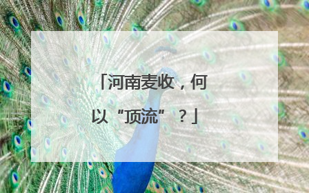 河南麦收，何以“顶流”？
