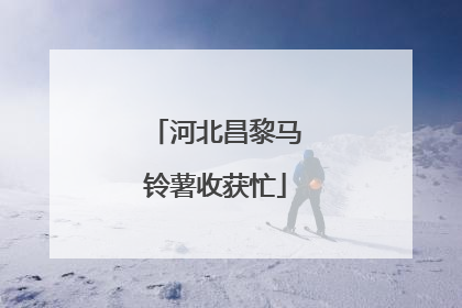 河北昌黎马铃薯收获忙