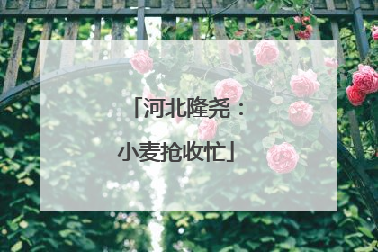 河北隆尧：小麦抢收忙