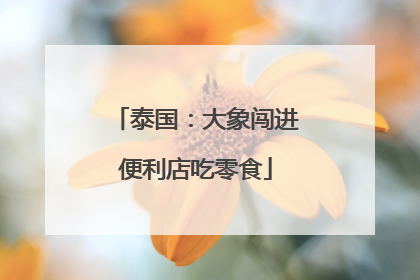 泰国：大象闯进便利店吃零食