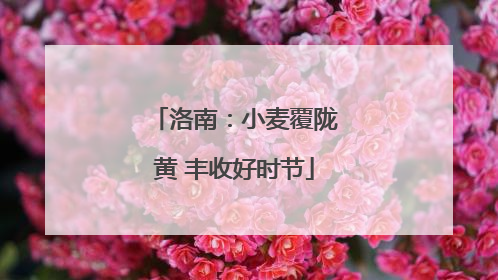 洛南：小麦覆陇黄 丰收好时节