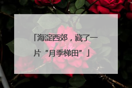 海淀西郊，藏了一片“月季梯田”