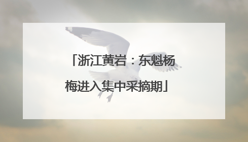 浙江黄岩：东魁杨梅进入集中采摘期