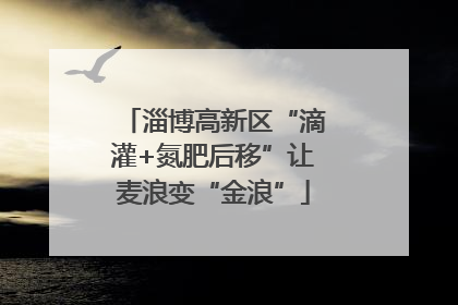 淄博高新区“滴灌+氮肥后移”让麦浪变“金浪”