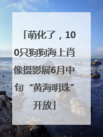 萌化了，100只狗狗海上肖像摄影展6月中旬“黄海明珠”开放