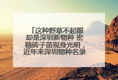 这种野草不起眼 却是深圳新物种 密穗砖子苗现身光明，近年来深圳物种名录不断刷新