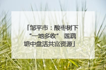 邹平市：酸枣树下“一地多收” 莲藕塘中盘活共富资源