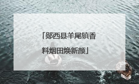 郧西县羊尾镇香料烟田焕新颜