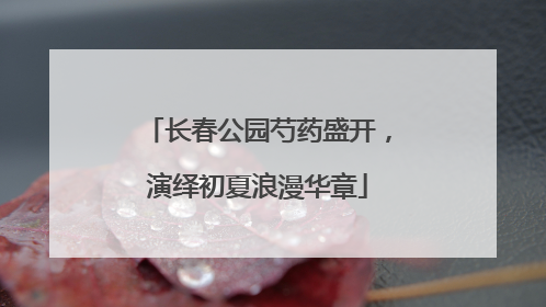 长春公园芍药盛开，演绎初夏浪漫华章
