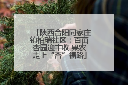 陕西合阳同家庄镇柏瑞社区：百亩杏园迎丰收 果农走上“杏”福路