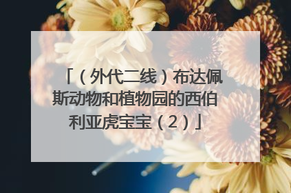 （外代二线）布达佩斯动物和植物园的西伯利亚虎宝宝（2）